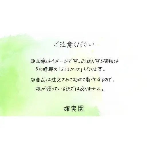 寄せ植え 多肉植物 【 半年に1回お届け（全2回お届け）】 
