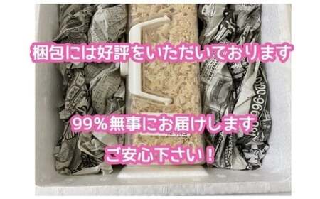 ヘラクレスオオカブト 成虫ペア オス（150mm台）メス（60mm以上） / ヘラクレス カブトムシ 昆虫 真庭市 【hrkrs001-01】
