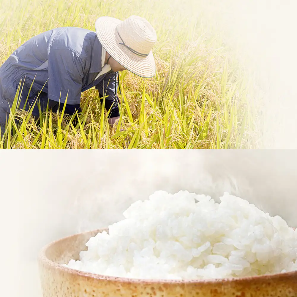 コシヒカリ　喜多方市産　極献上コシヒカリ　白米5kg　米　【07208-0730】