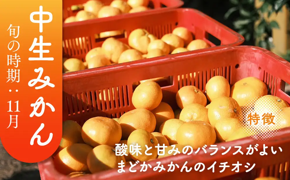 ［先行予約］［贈答用］冬採れみかん（中生みかん）2S〜3Sサイズ混合 5kg＋300g（傷み補償分）［2026年11月下旬より発送］