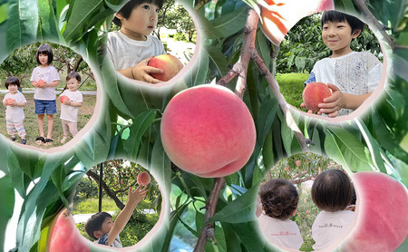 【2026年発送先行予約】　長野県小諸市産桃　約2kg（6～9玉） ギフト用　【Family farm 柏の葉】