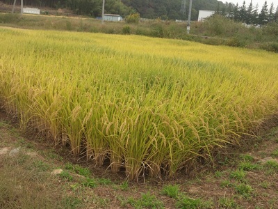 コシヒカリ白米5kg   こめ 精米 1袋 ブランド米 モミで保存 香り 甘い 粘り 山梨県 北杜市  [h331]