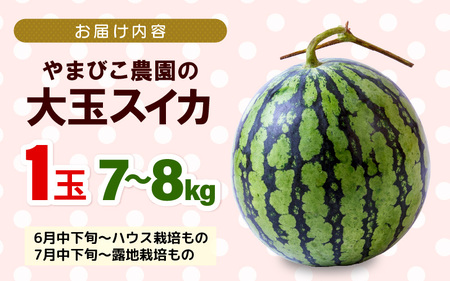 【先行予約】やまびこ農園の大玉スイカ 1玉 (7~8kg) 【2026年6月中旬以降順次発送予定】  [A-21902]