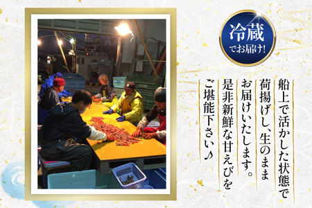 超甘！赤ガスエビ 冷蔵 400g [小川水産 石川県 志賀町 CM6002] 