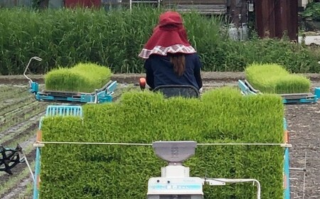 A324 【令和7年産】アッキーファームのお米「元気つくし」 5kg 白米 げんきつくし お米 こめ 精米 単一原料米 ごはん ご飯 福岡県産 国産 福岡県 みやま市 常温 【2025年11月上旬～2026年8月下旬まで順次発送予定】