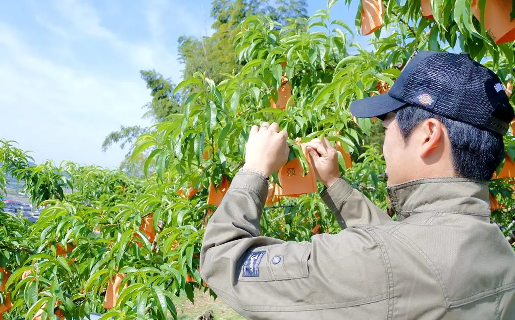 【先行予約】岡山白桃 約1.5kg（6玉前後）【2026年7月上旬～7月下旬迄順次発送予定】【もも 桃 清水白桃 白桃 果物 フルーツ 国産 人気 おすすめ 岡山県 倉敷市】
