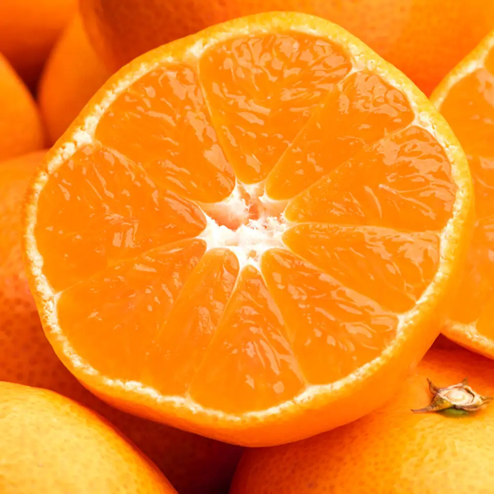 瀬戸内温州みかん（2L～Mサイズ混合）約10kg【2025-10月中旬～2026-1月下旬配送】 | みかん