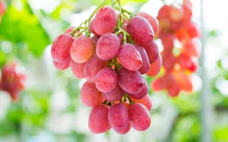 【4回定期便】ぶどう食べ比べ 約1.8kg （3～5房）×4回 合計約7.2kg【2026年7月下旬～10月下旬迄順次発送予定】ブドウ 果物 フルーツ 食べ比べ 定期便