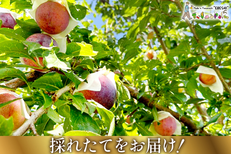 貴陽 (大玉) [株式会社えべし 山梨県 中央市 21470728] 果物 くだもの スモモ すもも プラム 李 もも 山梨県産 期間限定 季節限定 冷蔵 【2026年7月上旬-8月上旬発送予定】