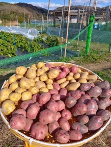 兵庫安心ブランド・キタアカリS～L混合サイズ約5㎏ 栽培期間中農薬・化成肥料不使用 | じゃがいも 野菜 国産 こだわり栽培 兵庫県 上郡町