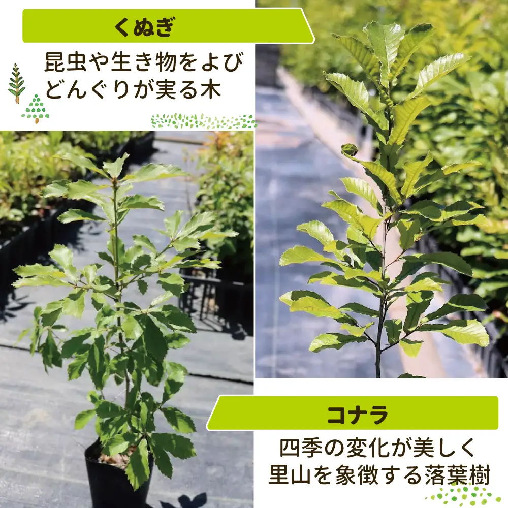 新地町産 苗木３種セット（シラカシ・コナラ・クヌギ） | 木 苗 人気 おすすめ 送料無料 里山 白樫 しらかし こなら くぬぎ 樟 お取り寄せ 福島県 新地町 庭木 庭 カブトムシ クワガタ 森林 庭木 訳あり