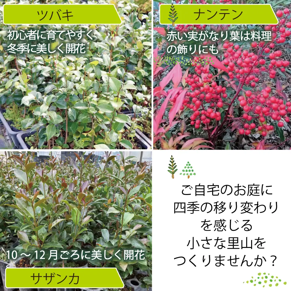 新地町産 苗木5種セット（サザンカ・イロハモミジ・ナンテン・イタヤカエデ・ツバキ） | 木 苗 人気 おすすめ 送料無料 里山 お取り寄せ 福島県 新地町 庭木 庭 森林 山茶花 さざんか いろはもみじ 紅葉 南天 なんてん 椿 つばき いたやかえで 訳あり