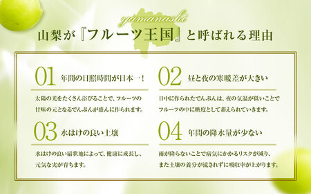 シャインマスカット 約1.8kg マスカット ぶどう ブドウ 葡萄 くだもの 果物 フルーツ 種なし 山梨県 中央市 送料無料 【2026年8月下旬-10月下旬発送予定】