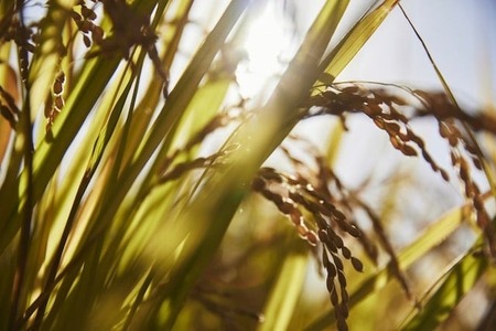 令和7年産 冷めても美味しいヒノヒカリ玄米5kg