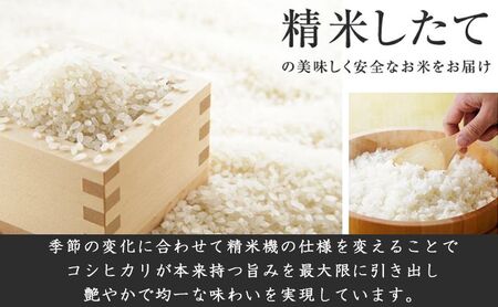 特別栽培米新潟産コシヒカリ10kg 米 お米 こめ コメ ごはん 新潟 白米 コシヒカリ ブランド米 銘柄米 お取り寄せ 産地直送