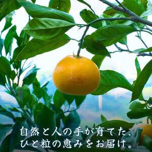 有田みかん 5kg / 和歌山 有田 広川 みかん ミカン 柑橘 果物 くだもの ギフト フルーツ 果実 ※2026年11月中旬〜翌年1月下旬頃に順次発送予定【hkt004-p-5】