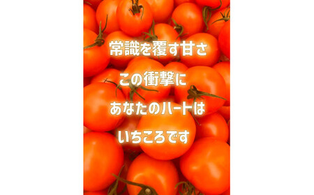 先行予約 【訳あり】 フルーツトマト 約1kg 品種：フルティカ 不揃い 大容量 人気 数量限定 トマト