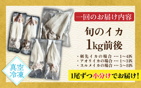 【全6回定期便】旬のイカ刺身1kg前後《壱岐市》【馬渡水産】イカ いか 烏賊 剣先 アオリ あおり スルメ するめ 刺身 刺し身 お刺身 海鮮 魚貝 冷凍配送 産地直送[JAQ032]