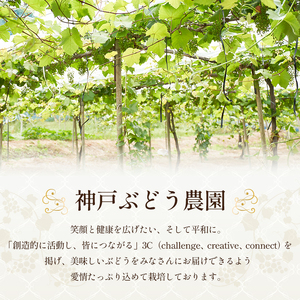 8月発送｜朝採れ旬のぶどう 2種 食べ比べセット 約1.4kg（2房） セット 詰め合わせ 産地直送 フルーツ 兵庫県 加西市