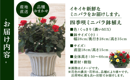 産地直送 ミニバラ トロフィーカップ（小） くっきり（濃いMIX） [11月～4月 お届け] 品種 おまかせ のため 訳あり 訳アリ 四季咲き ミニバラ 花 ガーデニング 生産量 日本一 天皇杯 鉢植 ※沖縄 離島配送不可 薔薇 セントラルローズ [mt1901_koi] 40000円 4万