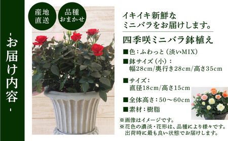 産地直送 ミニバラ トロフィーカップ（小） ふんわり（淡いMIX） [11月～4月 お届け] 品種 おまかせ のため 訳あり 訳アリ 四季咲き ミニバラ 花 ガーデニング 生産量 日本一 天皇杯 鉢植 ※沖縄 離島配送不可 薔薇 セントラルローズ [mt1901] 40000円 4万