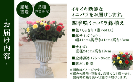 産地直送 ミニバラ トロフィーカップ（大） くっきり（濃いMIX） [11月～4月 お届け] 品種 おまかせ のため 訳あり 訳アリ 四季咲き ミニバラ 花 ガーデニング 生産量 日本一 天皇杯 鉢植 ※沖縄 離島配送不可 薔薇 セントラルローズ [mt1903_koi] 100000円 10万