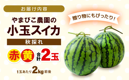 【先行予約】やまびこ農園の秋の赤と黄の小玉スイカ 食べ比べセット 合計2玉入り (1玉当たり：2kg前後) 【2026年9月中旬以降順次発送予定】 【スイカ 西瓜 すいか 小玉 デザート 果物 くだもの 秋 ジューシー お取り寄せ グルメ 産地直送】 [A-21903]