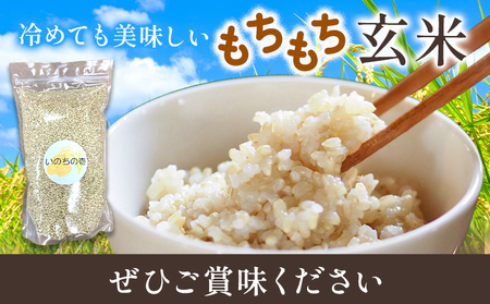 玄米 令和7年産 いのちの壱 1kg 結城市産 けいいちろう商店 《30日以内に出荷予定(土日祝除く）》茨城県 結城市 玄米 米 こめ コメ ご飯 大粒 お弁当 おにぎり