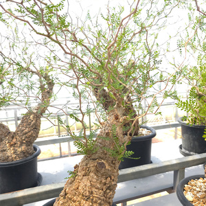 オペルクリカリア・パキプス「塊根植物の王様」(発根管理済) Z11｜観葉植物 コーデックス [0597]