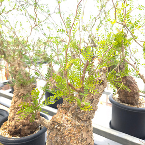 オペルクリカリア・パキプス「塊根植物の王様」(発根管理済) Z12｜観葉植物 コーデックス [0598]