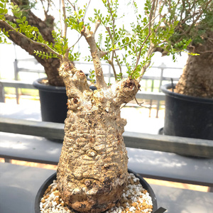 オペルクリカリア・パキプス「塊根植物の王様」(発根管理済) Z13｜観葉植物 コーデックス [0599]