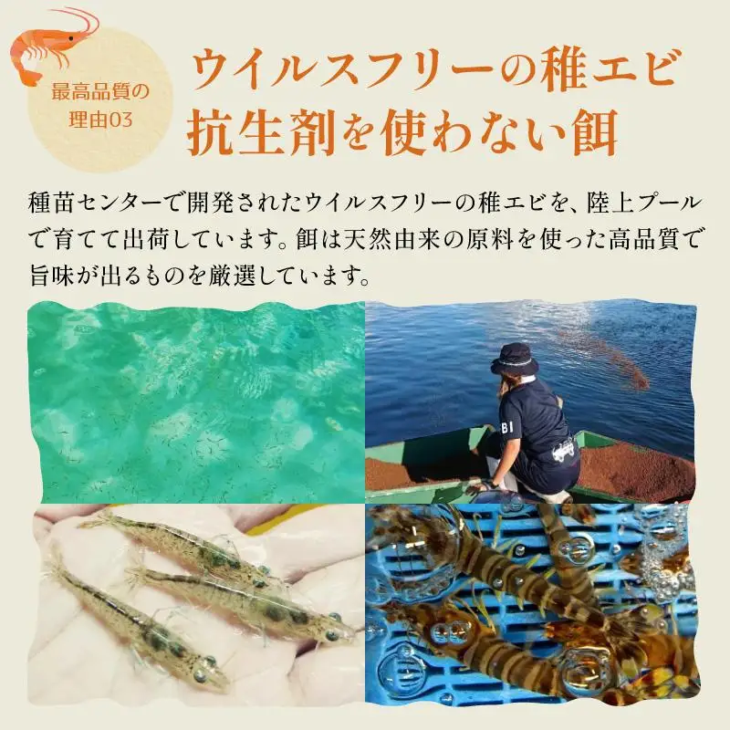車えび 竹富島産 真空パック（冷凍） 250g