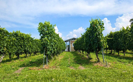 Chardonnay／シャルドネ 2024　長野　信州　小諸市ワイン　白ワイン