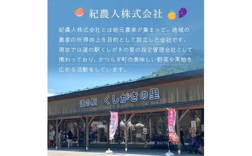 【フルーツ定期便・全3回】品質に自信あり！くしがきの里から直送　桃・シャインマスカット・まりひめを季節ごとにお届け! / 定期便 桃 もも シャインマスカット マスカット いちご イチゴ 苺 果物 フルーツ 3回【kgr530-ku3】