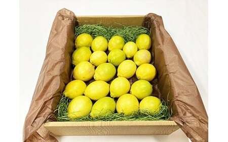 環境マイスターのレモン 3kg （栽培期間中は無肥料・農薬不使用） 【2025年11月上旬～2026年6月下旬迄順次発送予定】