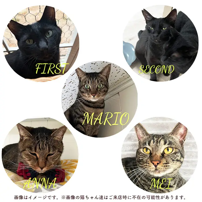 猫ルーム1時間利用チケット2枚 ／ hinacafe 猫カフェ 保護猫 遊び 触れ合い 写真撮影 まったり 癒し 山口県 No.202
