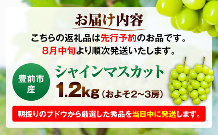 【2026年8月中旬より順次発送】新鮮シャインマスカット 1.2kg（2-3房）[VEL001]
