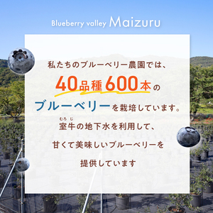 【6月～8月】 ブルーベリー狩り ペアチケット 【時間無制限・食べ放題】