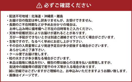 岡山県産 マスカットオブアレキサンドリア 約1kg（500g×2房） 【2026年8月下旬～9月下旬迄発送予定】 果物 くだもの フルーツ ぶどう ブドウ 葡萄 マスカット