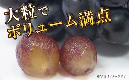 岡山県産 ブラックビート 約2kg（3房～6房）【2026年8月上旬～9月上旬発送予定】 ぶどう ブドウ 葡萄