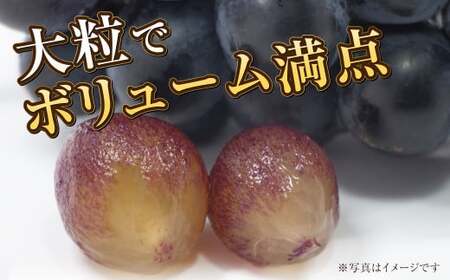 岡山県産 ブラックビート 約1.2kg（約600g×2房）【2026年8月上旬～9月上旬発送予定】 ぶどう ブドウ 葡萄