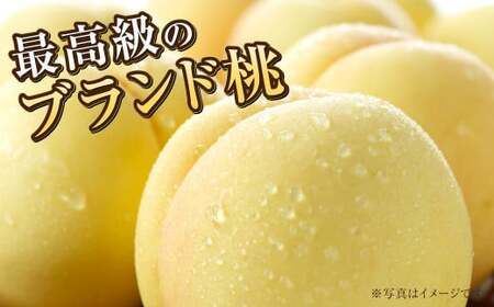 岡山白桃 ロイヤル 4～8玉 約1.2kg 岡山県産【2026年7月上旬～8月下旬発送予定】 白桃 桃 もも モモ