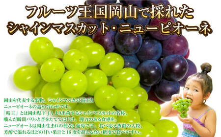 岡山県産 シャインマスカット 晴王・ニューピオーネ Lサイズ 計約800g 詰合せ 【2026年6月下旬～7月下旬発送予定】 各1房 マスカット ピオーネ ぶどう 葡萄 ブドウ 種なし セット