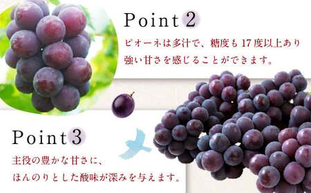 【先行予約】 宝玉農園 ピオーネ 5房～7房 （約3kg） 【2026年8月下旬～9月上旬より順次発送予定】