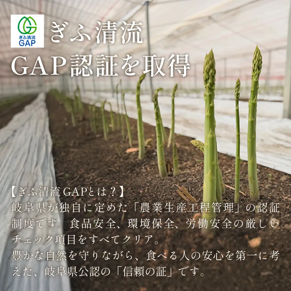 （2026年5月から順次発送）高級アスパラガス 隆至の龍 500g（約25本入り）レギュラーサイズ【119-3】