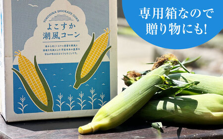 【先行予約】【数量限定100セット】よこすか潮風コーン 10本~12本 計約5kg 【井上農園】とうもろこし トウモロコシ[AKDJ002]