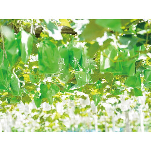 厳選 藤稔 1.0kg以上 2房 朝採れ ぶどう 葡萄  Kawahara Green Farm　岡山県産　2026年