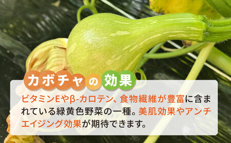 カボチャ 1kg 冷凍 カット済み 旬の時期に急速冷凍 【福岡県糸島産】 糸島市 / オーガニックナガミツファーム 野菜 南瓜 かぼちゃ[AGE051]