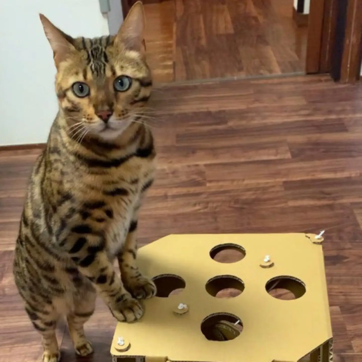 necowakuBOX