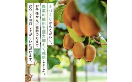 わけあり キウイ 7.5kg+250g（傷み補償分）扁平果 / 和歌山 家庭用 フルーツ 果物 くだもの ※2026年11月中旬より2027年4月下旬頃順次発送予定 ※北海道・沖縄・離島配送不可 【ikd715】